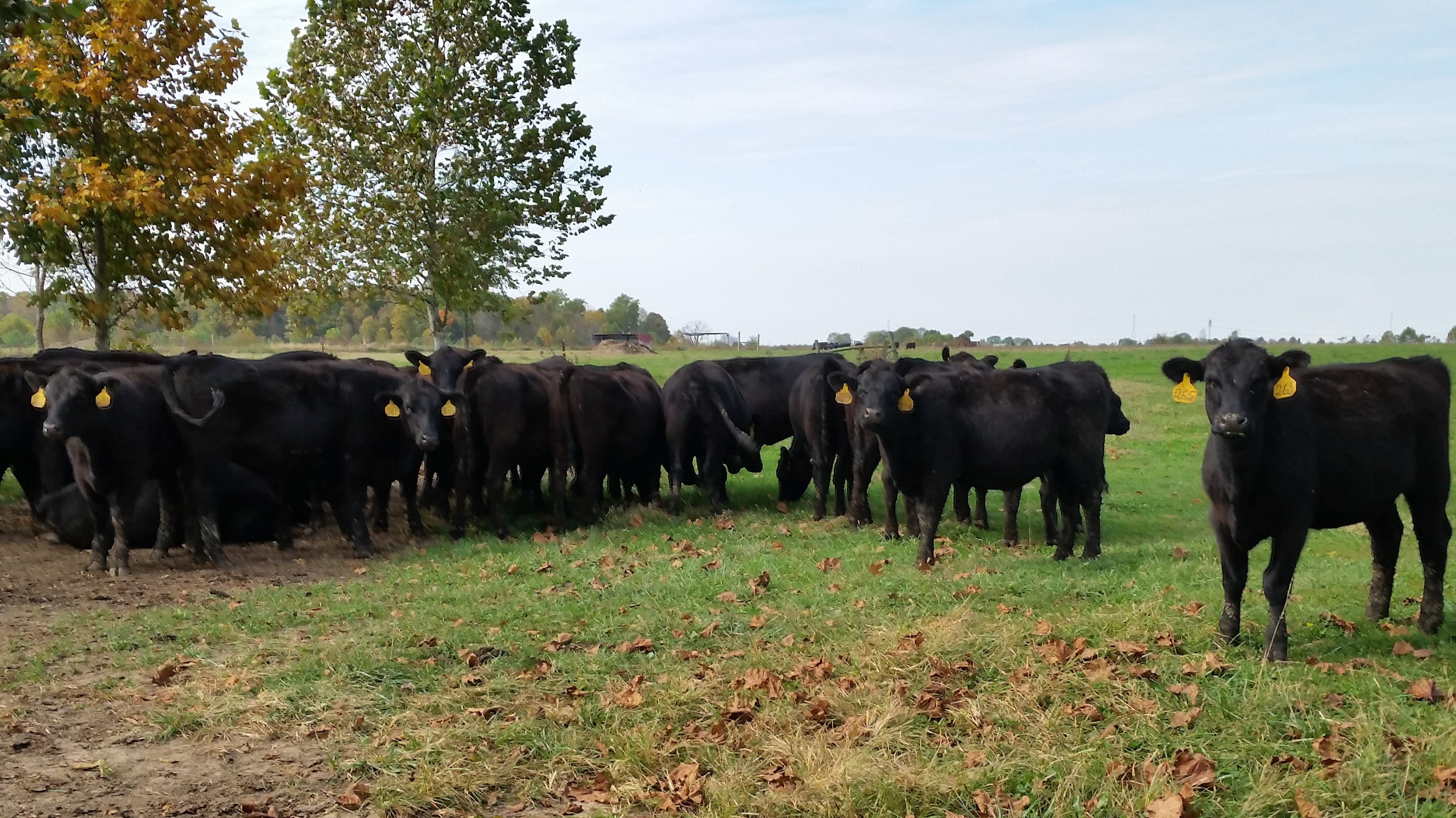 Weaned Heifers