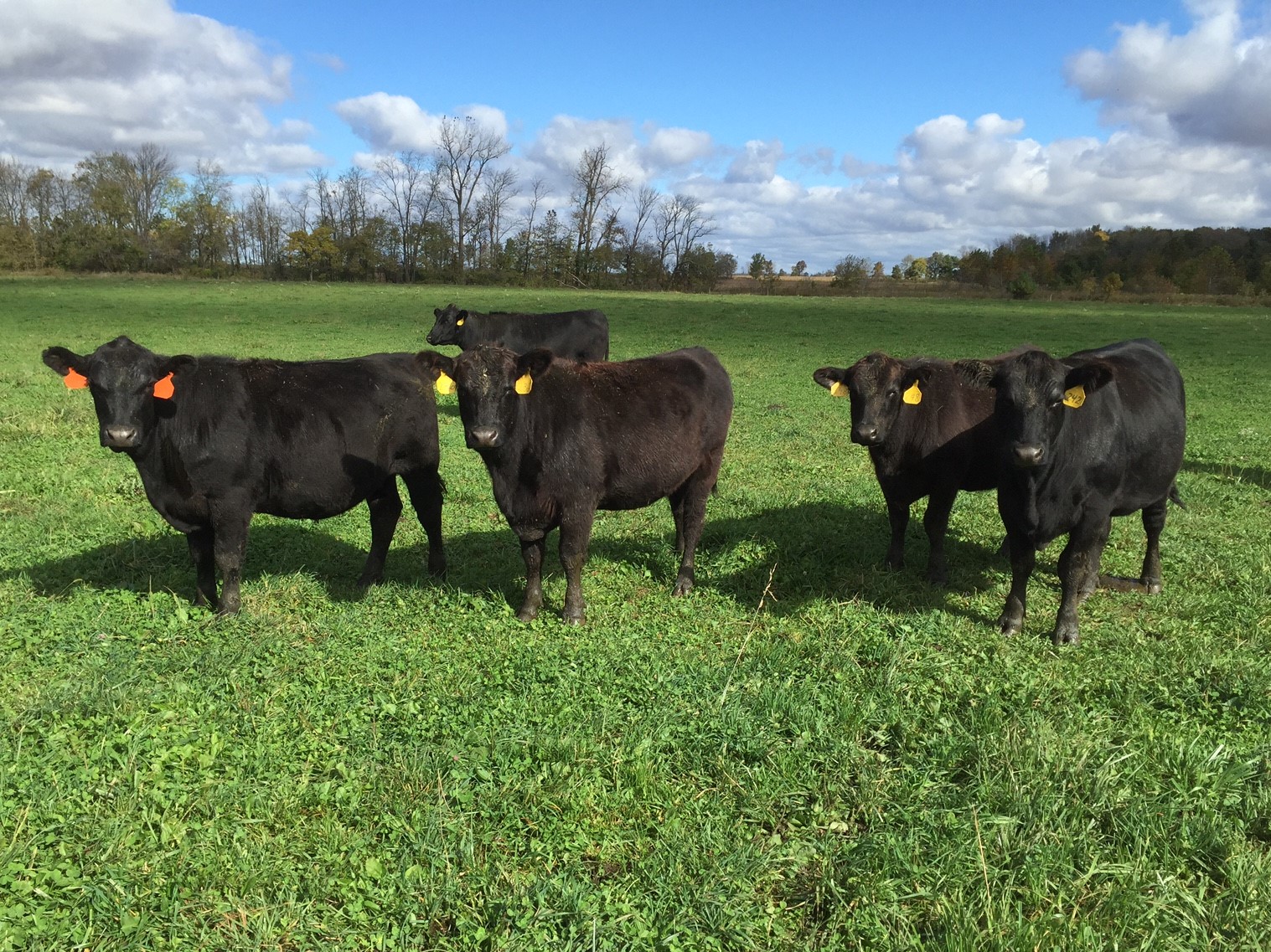 Steer & Heifers for processing